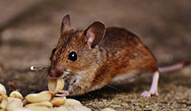 24 Hour & Emergency Exterminators in Norwich, OH